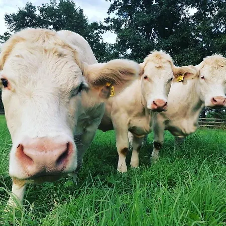 Landliebe Auszeit Mit Wohlgefühl Apartamento Catharinau