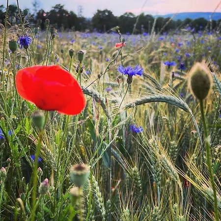 Landliebe 